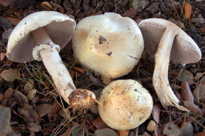 Agaricus 2 da determinare